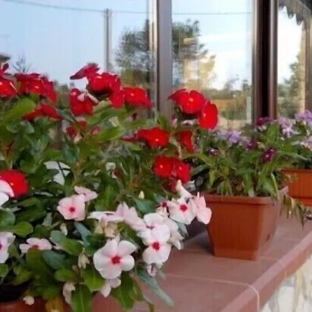 Bed and breakfast Rudy Arenaile